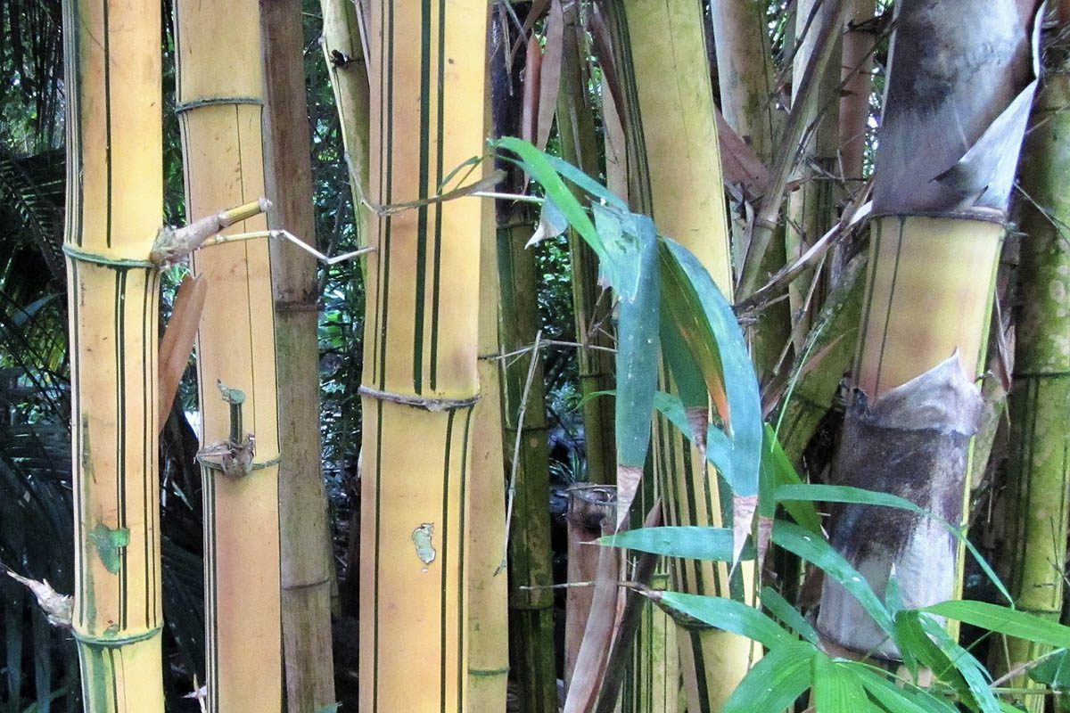 Yellow bamboo culms of the Phyllostachys Viridis with green stripes